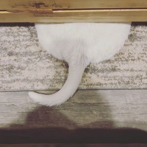 Meet your Posher, Renee